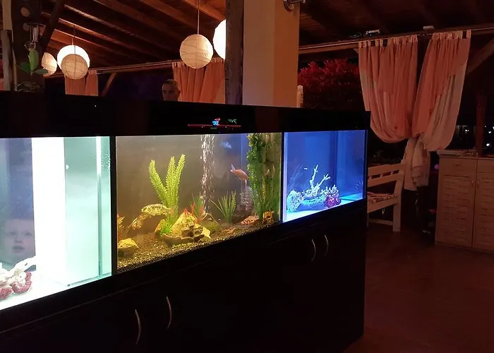 Magic Dreams Свети-Влас